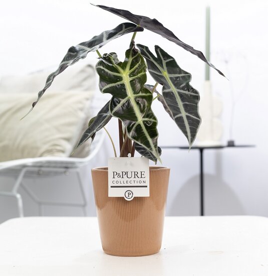 Alocasia met P&PURE Collection bloempot Ruby terra
