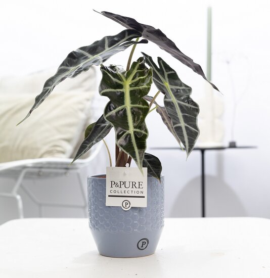 Alocasia Polly met P&PURE Collection bloempot Eline grijs