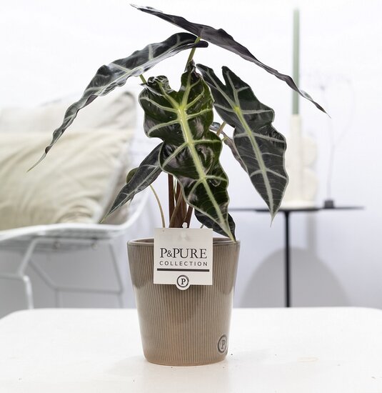 Alocasia in sierpot ruby groen