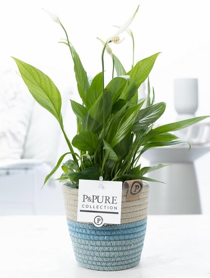 Lepelplant (Spathiphyllum) met bloempot Valerie