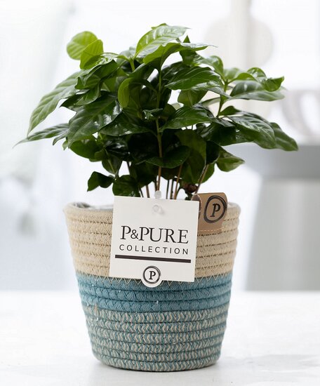 Koffieplant (Coffea Arabica) met bloempot Valerie wit/groen