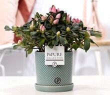 Azalea Rhododendron roze met bloempot Lauren