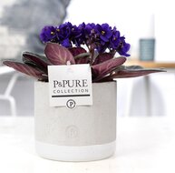 Kaaps viooltje (Saintpaulia) paars met bloempot Jade