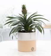 Ananasplant cadeau met keramieken pot