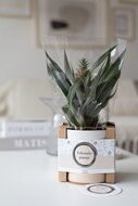 Felicitatieplantje thuis bezorgen