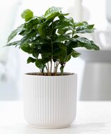 Waarderings koffieplantje in pot