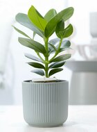 Een speciaal voor jou plantje met sierpot