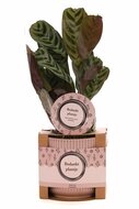 Bedankt cadeau ctenanthe