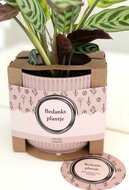 Bedankt plantje in cadeauverpakking