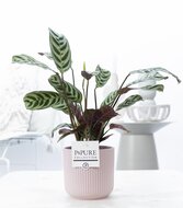 Bedankt cadeau met plant en keramieken pot