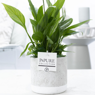 Plant cadeau Lepelplant incl. grijze betonnen pot