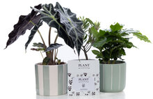 Cadeaukaart Plantshopper 25 euro