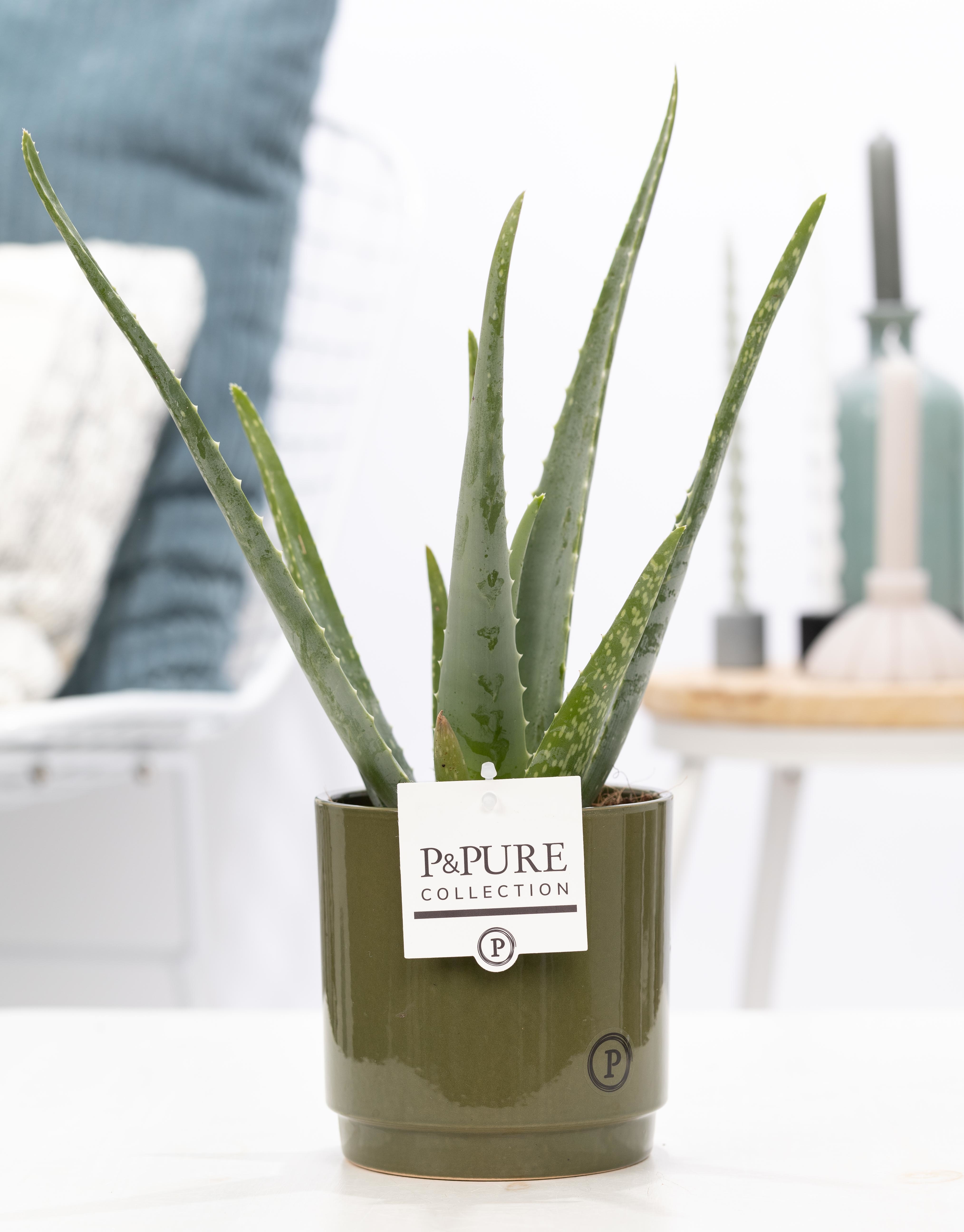 Verduisteren Voornaamwoord Uitpakken Aloe Vera met bloempot P&PURE Collection Juliette groen | Kant & Klaar  thuisbezorgd - Plantshopper