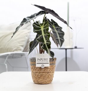 Plant cadeau Alocasia Polly incl. naturelle mand