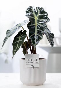 Plant cadeau Alocasia Polly incl.  witte mooie pot