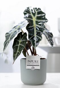 Plant cadeau Alocasia Polly incl. groene mooie pot