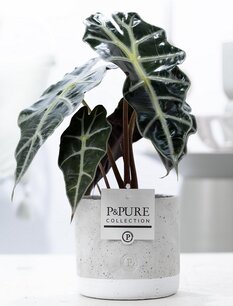 Plant cadeau Alocasia Polly incl. grijze betonnen pot