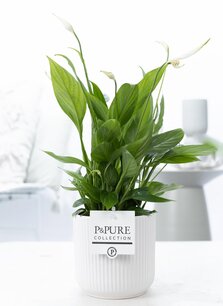 Plant cadeau Lepelplant incl.  witte mooie pot