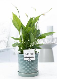 Plant cadeau Lepelplant incl. groene unieke pot
