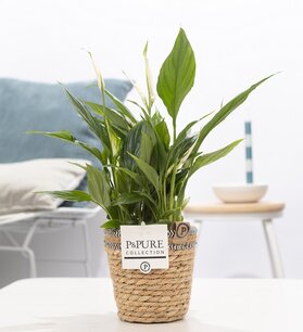 Plant cadeau Lepelplant incl. naturelle mand