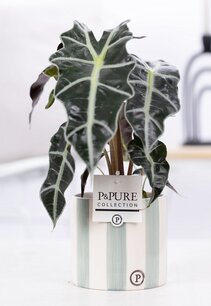 Plant cadeau Alocasia Polly incl.  groene originele pot