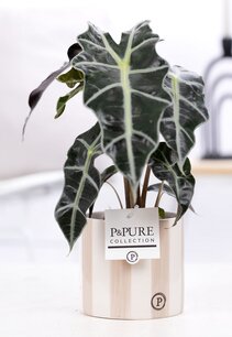 Plant cadeau Alocasia Polly incl. grijze originele pot