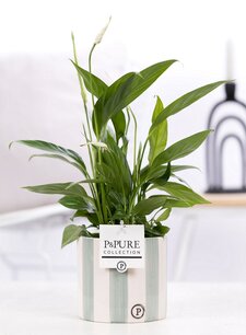 Plant cadeau Lepelplant incl. groene originele pot