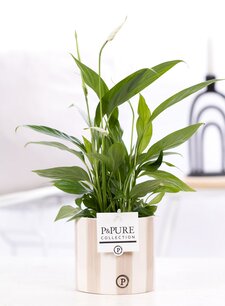 Plant cadeau Lepelplant incl.  grijze originele pot