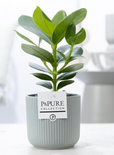 Plant cadeau + maatwerk kaart