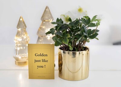 Plantshopper Afbeelding