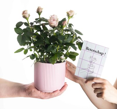 Plantshopper Afbeelding