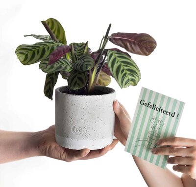 Plantshopper Afbeelding